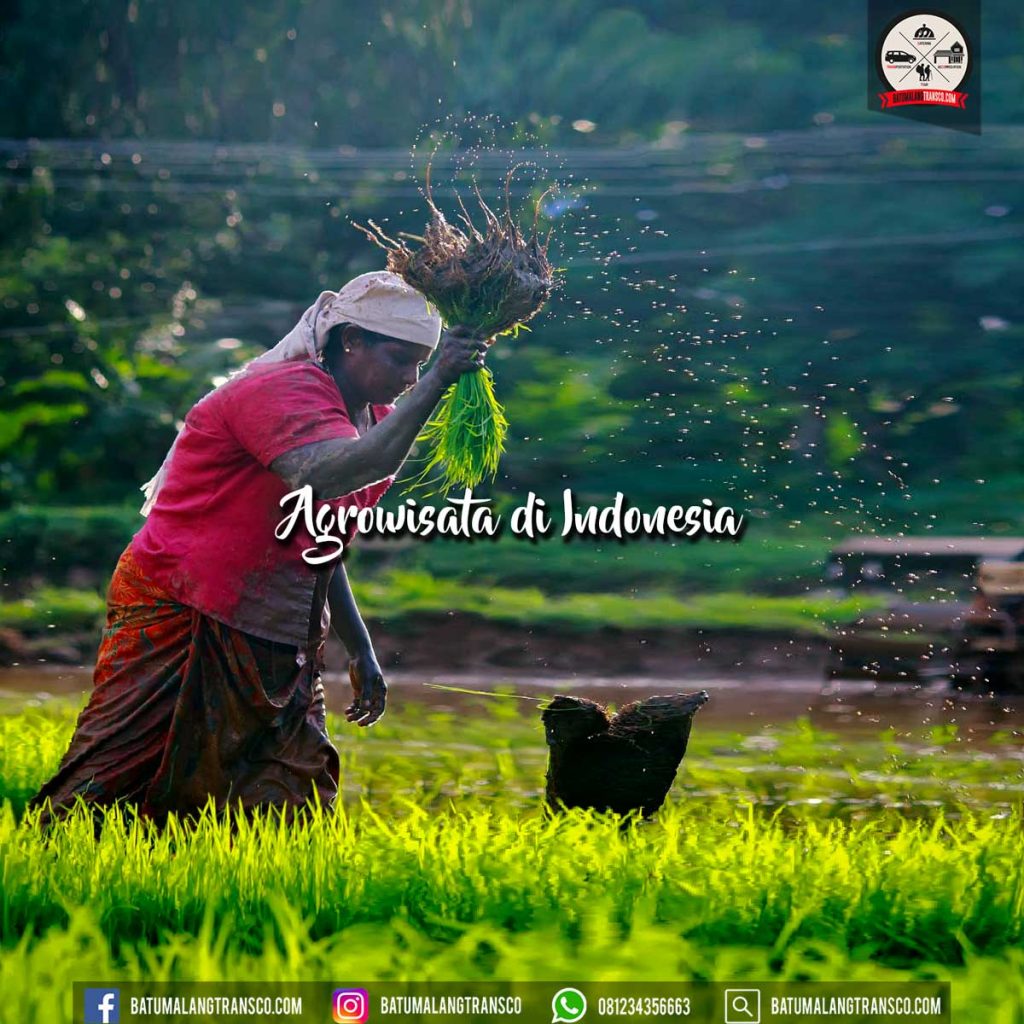 agrowisata di indonesia